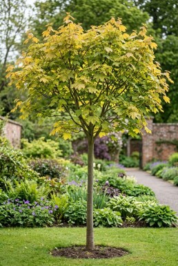 Acer pseudoplatanus 'Brilliantissimum' Halbstamm Stammhöhe 150 cm C10