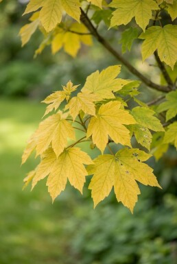 Acer pseudoplatanus 'Brilliantissimum' Halbstamm Stammhöhe 150 cm C10