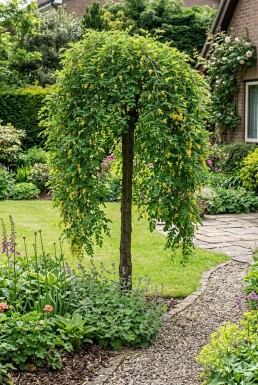 Caragana arborescens 'Pendula' Halbstamm Stammhöhe 120 cm C10