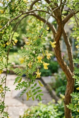 Caragana arborescens 'Pendula' Halbstamm Stammhöhe 120 cm C10