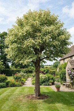 Castanea sativa 'Variegata' Halbstamm 120 cm C10