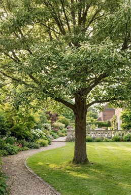Castanea sativa 'Variegata' Halbstamm 120 cm C10