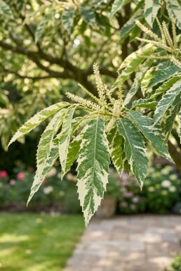 Castanea sativa 'Variegata' Halbstamm 120 cm C10