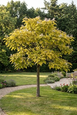 Catalpa bignonioides 'Aurea' Halbstamm Stammhöhe 150 cm C10