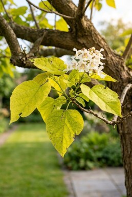 Catalpa bignonioides 'Aurea' Halbstamm Stammhöhe 150 cm C10