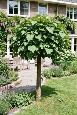 Catalpa bignonioides 'Nana' Halbstamm 150 cm C15