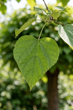 Catalpa bignonioides 'Nana' Halbstamm 150 cm C15