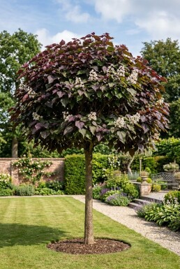 Catalpa erubescens 'Purpurea' Halbstamm Stammhöhe 120 cm C10