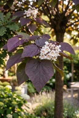 Catalpa erubescens 'Purpurea' Halbstamm Stammhöhe 120 cm C10