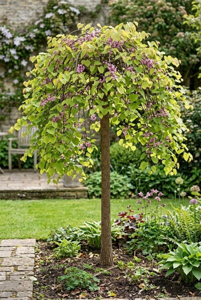 Cercis canadensis 'Golden Falls' Halbstamm 120 cm C12
