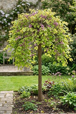 Cercis canadensis 'Golden Falls' Halbstamm 120 cm C12