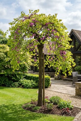 Cercis canadensis 'Golden Falls' Halbstamm 120 cm C12