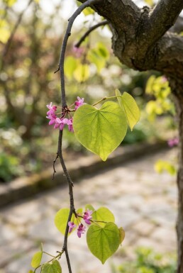 Cercis canadensis 'Golden Falls' Halbstamm 120 cm C12