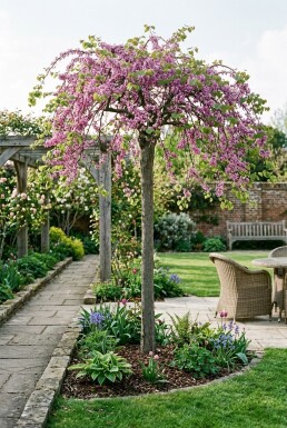 Cercis canadensis 'Traveller' Halbstamm 120 cm C12