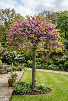 Cercis canadensis 'Traveller' Halbstamm 120 cm C12