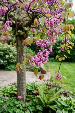 Cercis canadensis 'Traveller' Halbstamm 120 cm C12