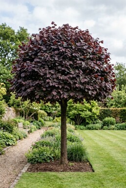 Corylus avellana 'Purple Umbrella' Halbstamm 120 cm C10