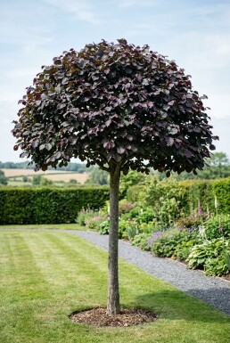 Corylus avellana 'Purple Umbrella' Halbstamm 120 cm C10