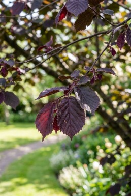 Corylus avellana 'Purple Umbrella' Halbstamm 120 cm C10