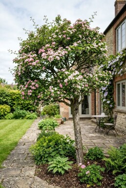 Crataegus laevigata 'Plena' Halbstamm 120 cm C10