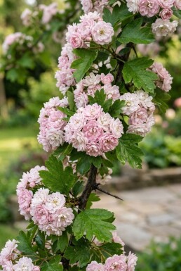 Crataegus laevigata 'Plena' Halbstamm 120 cm C10