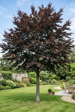 Fagus sylvatica 'Atropunicea' Halbstamm 120 cm C12