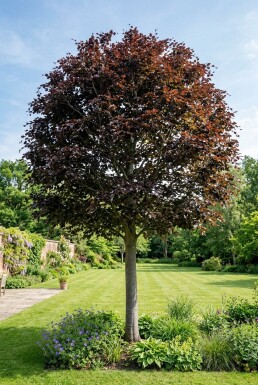 Fagus sylvatica 'Atropunicea' Halbstamm 120 cm C12