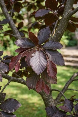 Fagus sylvatica 'Atropunicea' Halbstamm 120 cm C12
