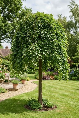 Fagus sylvatica 'Rohan Green Weeping' Halbstamm 120 cm C10