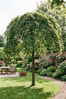 Fagus sylvatica 'Rohan Green Weeping' Halbstamm 120 cm C10
