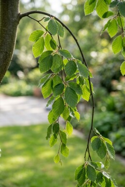 Fagus sylvatica 'Rohan Green Weeping' Halbstamm 120 cm C10