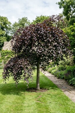 Fagus sylvatica 'Rohan Weeping' Halbstamm 120 cm C10
