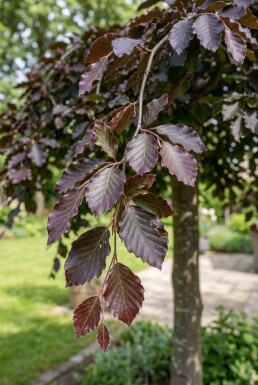 Fagus sylvatica 'Rohan Weeping' Halbstamm 120 cm C10