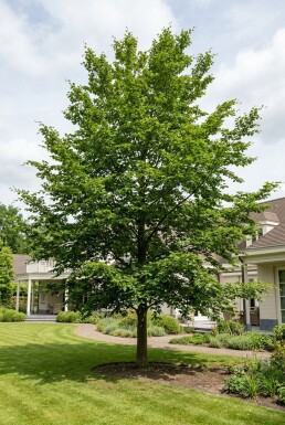 Fagus sylvatica Halbstamm 120 cm Stammhöhe C15