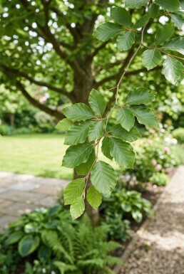 Fagus sylvatica Halbstamm 120 cm Stammhöhe C15