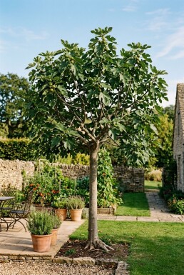 Ficus carica Halbstamm 120 cm Stammhöhe C10