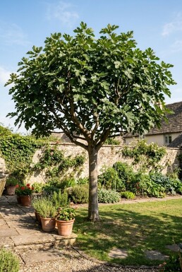 Ficus carica Halbstamm 120 cm Stammhöhe C10