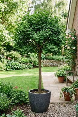 Ginkgo biloba 'Mariken' Halbstamm Stammhöhe 150 cm C12
