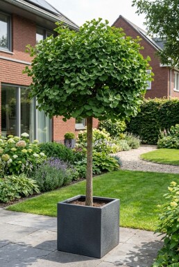 Ginkgo biloba 'Mariken' Halbstamm Stammhöhe 150 cm C12