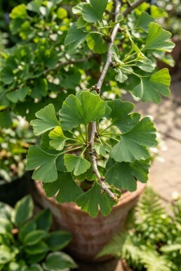 Ginkgo biloba 'Mariken' Halbstamm Stammhöhe 150 cm C12