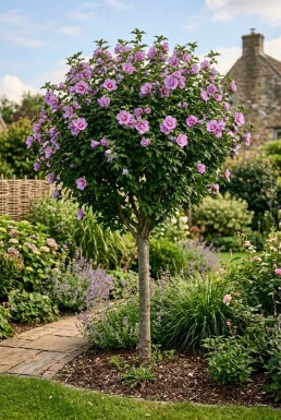 Hibiscus syriacus 'Ardens' Halbstamm 90 cm Stammhöhe C10