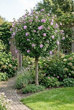 Hibiscus syriacus 'Ardens' Halbstamm 90 cm Stammhöhe C10