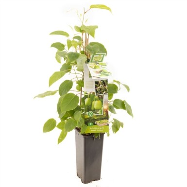Actinidia arguta 'Fresh Jumbo' Stab 80-100 cm C2