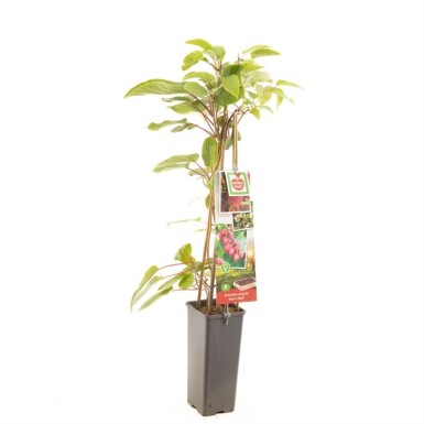 Actinidia arguta 'Ken's Red' 50 cm C2