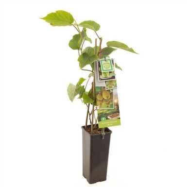 Actinidia chinensis 'Jenny' Stämmchen 50 cm C2