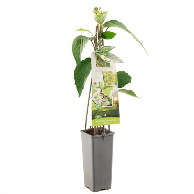 Actinidia chinensis 'Atlas' Stämmchen 50 cm C2