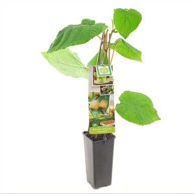 Actinidia chinensis 'Hayward' Stämmchen 50 cm C2