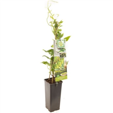 Actinidia arguta 'Issai' Stämmchen 50 cm C2