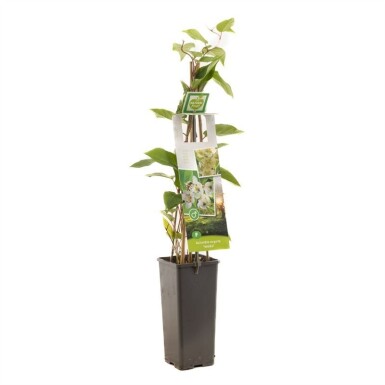 Actinidia arguta 'Weiki' 50 cm C2
