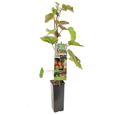 Actinidia chinensis 'Golden Kiwi' Stab 50 cm C2